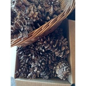 Pine Cones, White Pine, 20 count Eastern Michigan Hand picked in nature 3-7"